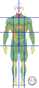 Wing Chun centre line and gates on the human body with striking areas